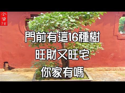 金龜樹風水